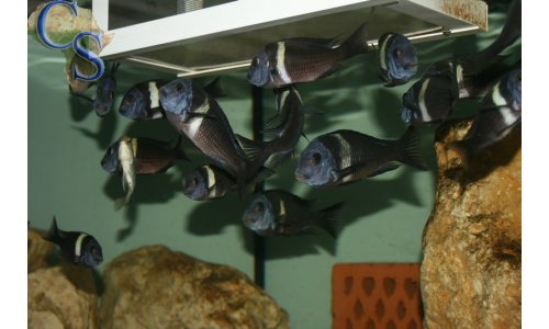 Tropheus duboisi (weiße binde)